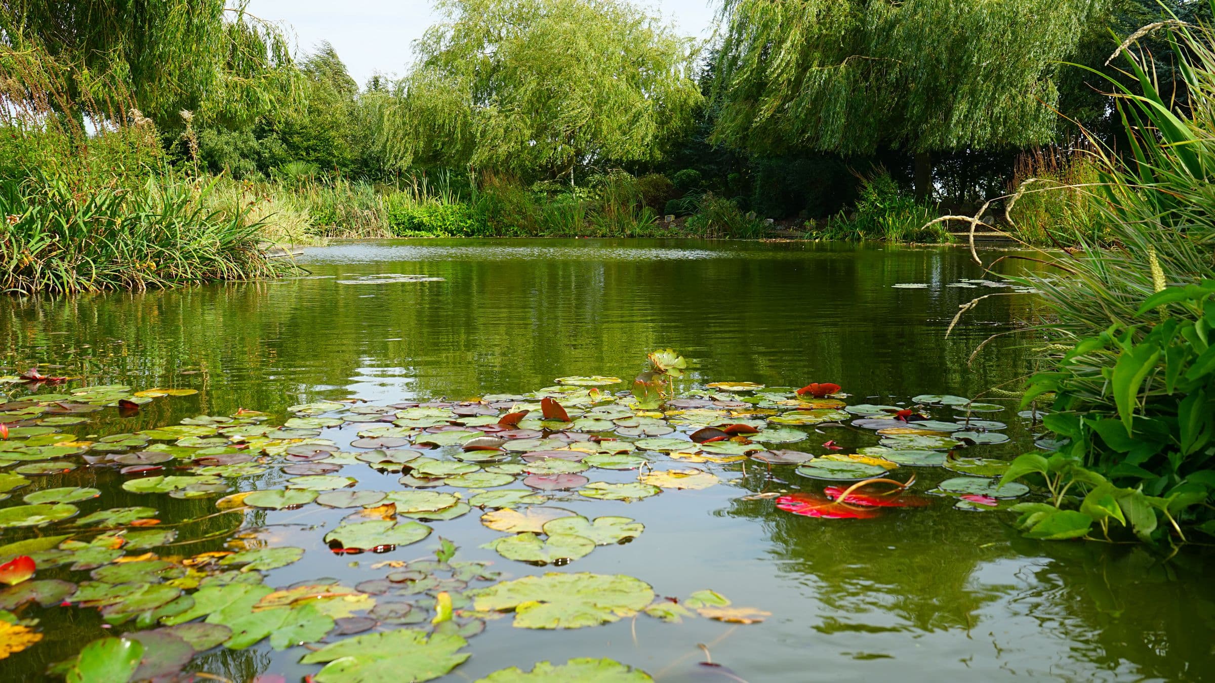 Bassin naturel couvert de nénuphars, bordé de roseaux et de saules