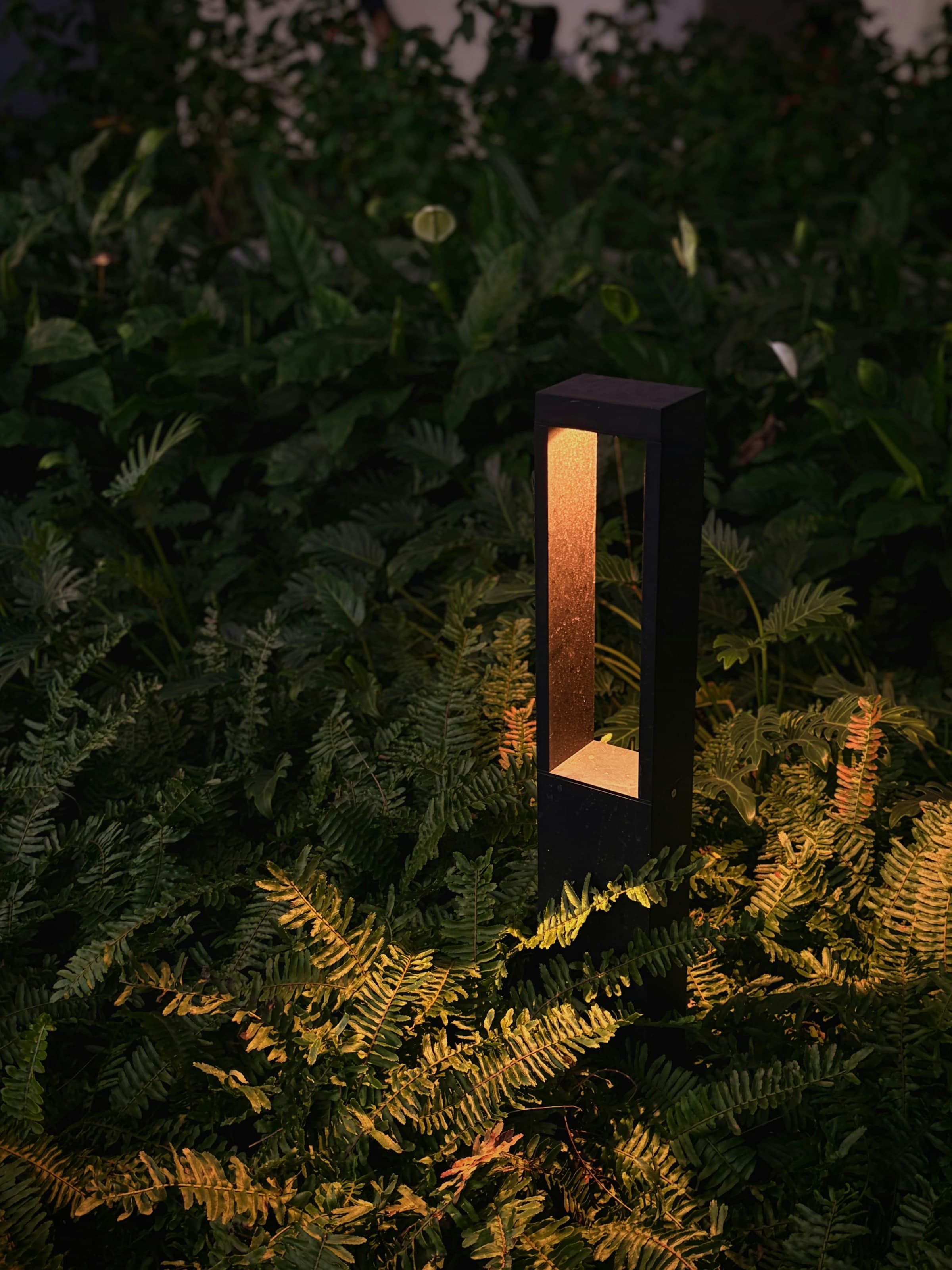 Borne lumineuse éclairant des fougères à la tombée de la nuit
