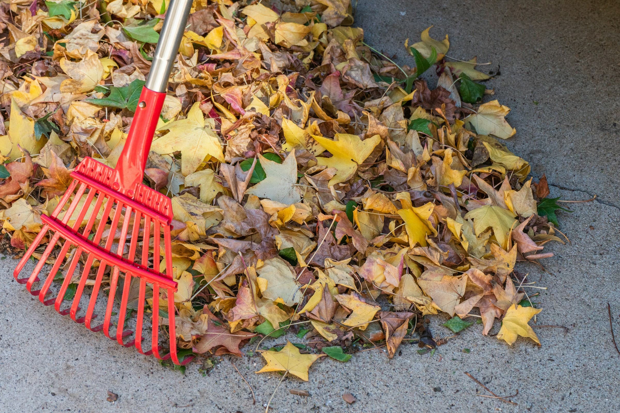 Ramassage des feuilles d’automne au râteau