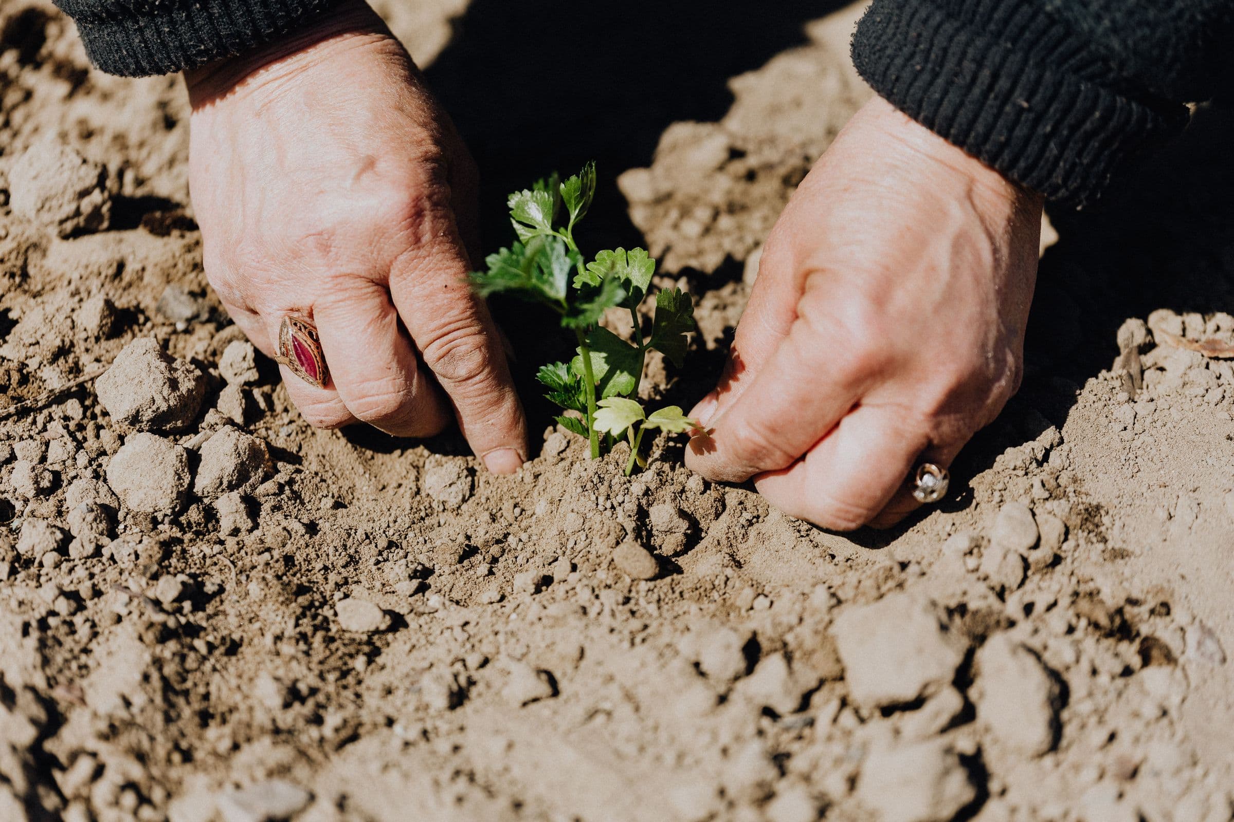 Mains plantant un jeune végétal dans la terre