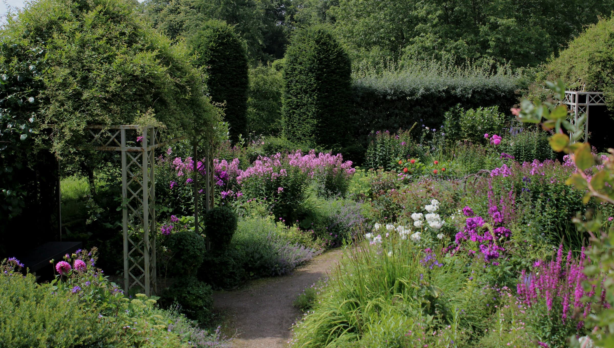 Massif de phlox et de vivaces en fleurs devant des ifs taillés