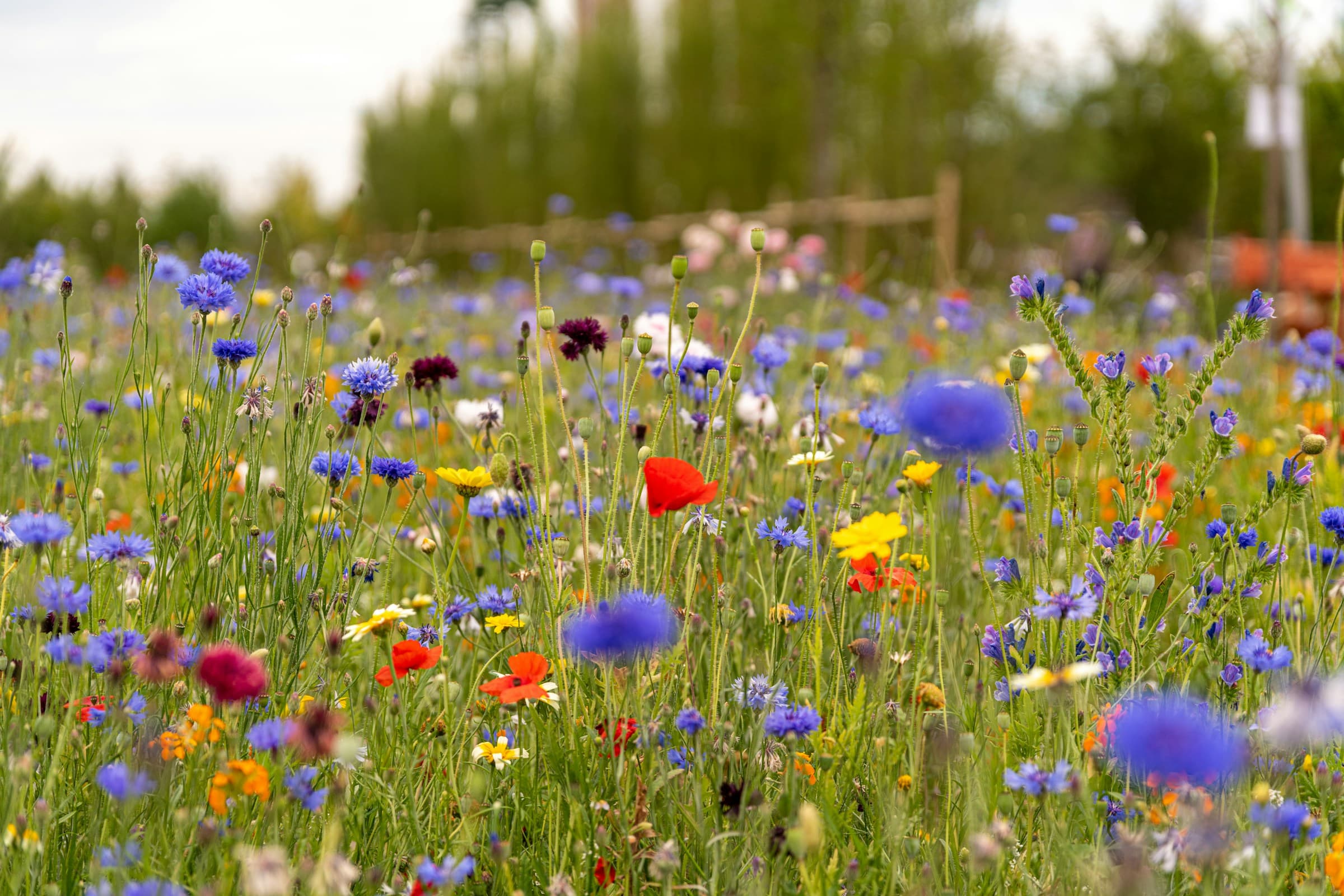 Prairie fleurie de bleuets, coquelicots et soucis, à Cully