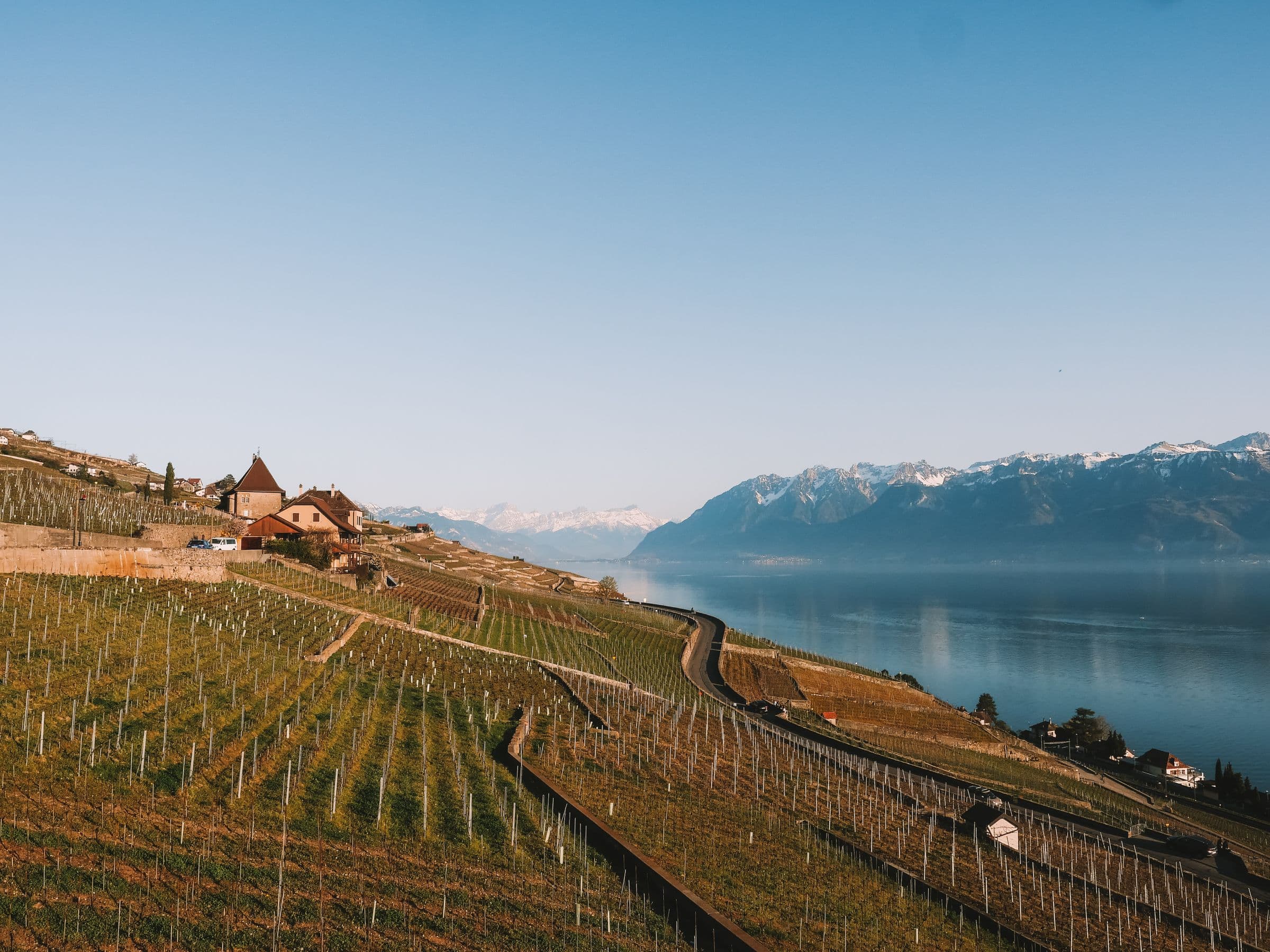 Vignes en terrasses de Lavaux au-dessus du Léman, face aux Alpes